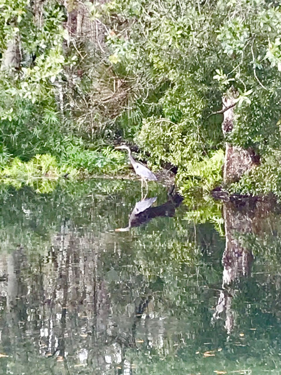 Great Blue Heron looking for his meal at the rivers edge