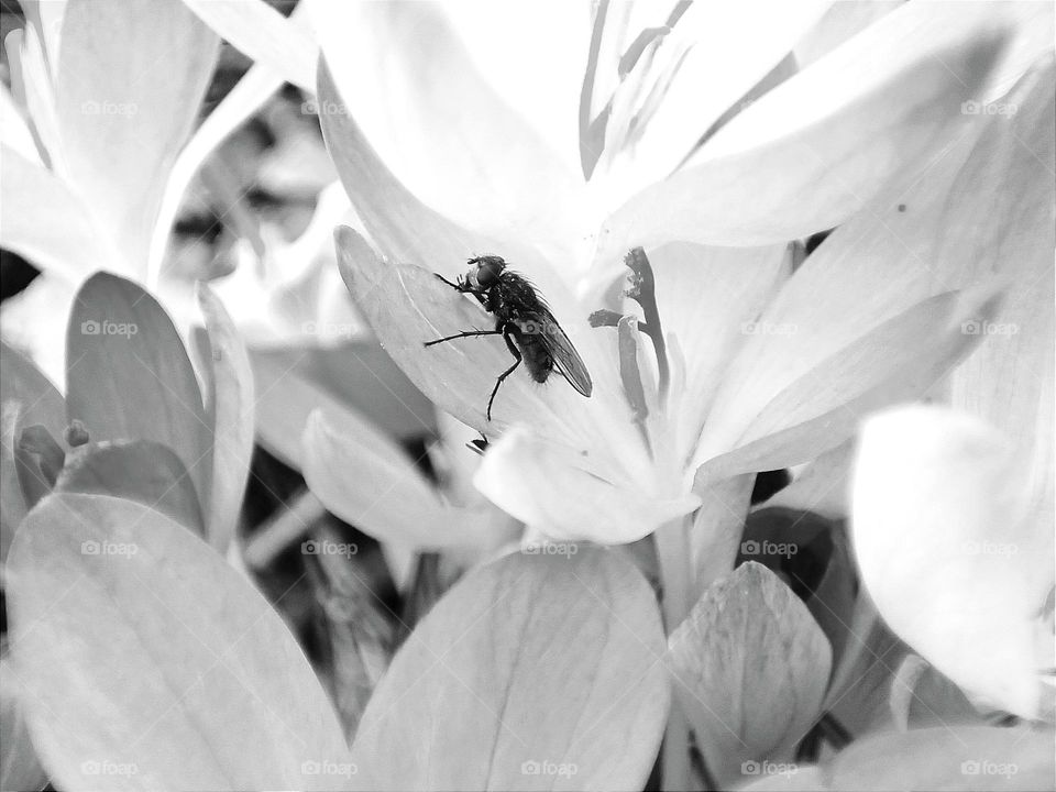Black and white photography of a fly sitting on the centre of a bouquet of blossoms