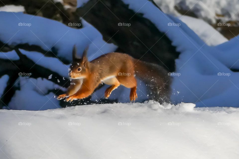 Squirrel running in the snow