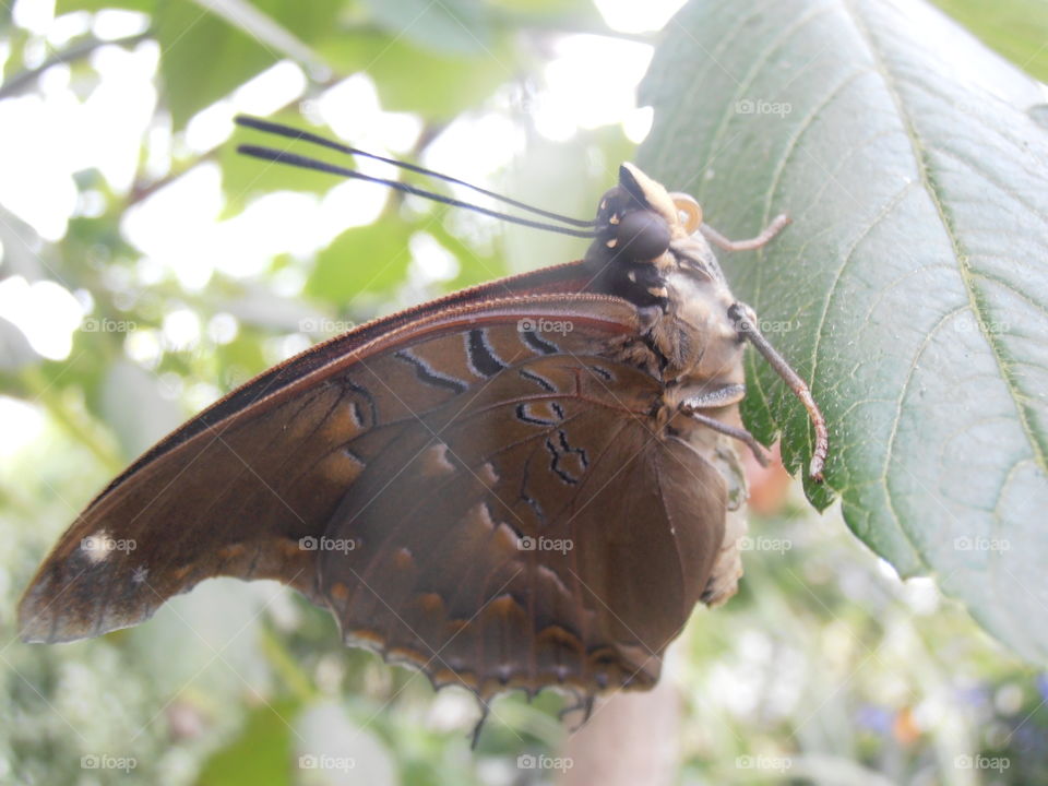 Butterfly Up Close