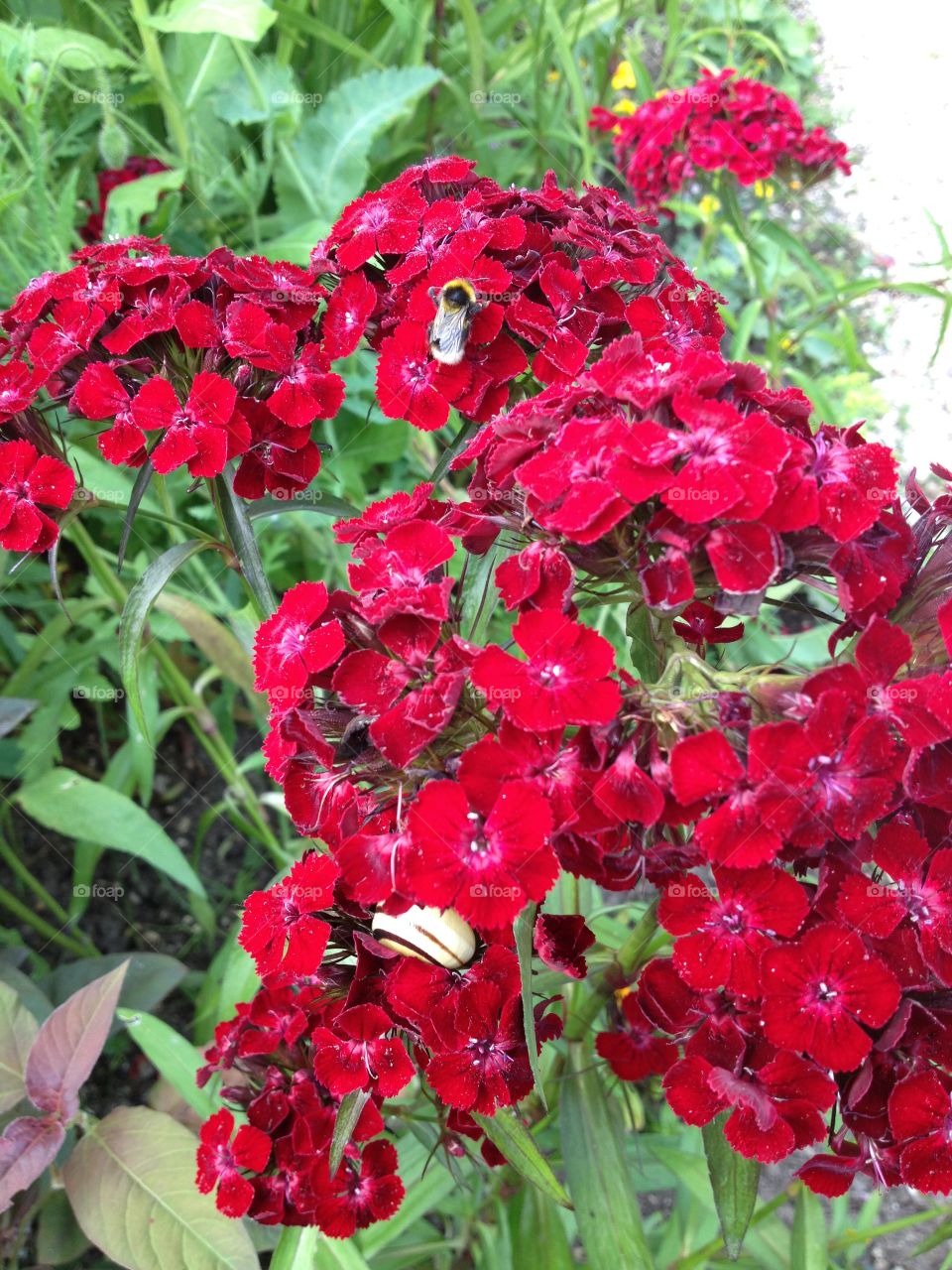 Red Flowers 