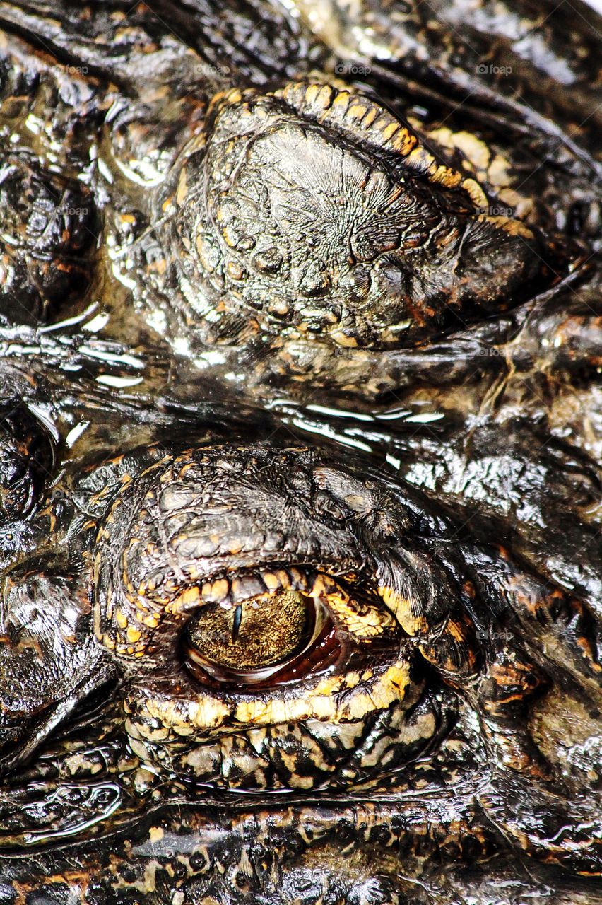 imposing crocodile eyes in the walter zoo, gossau