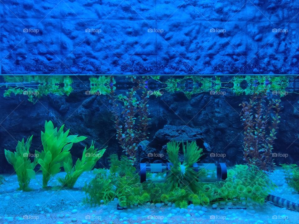 aquarium