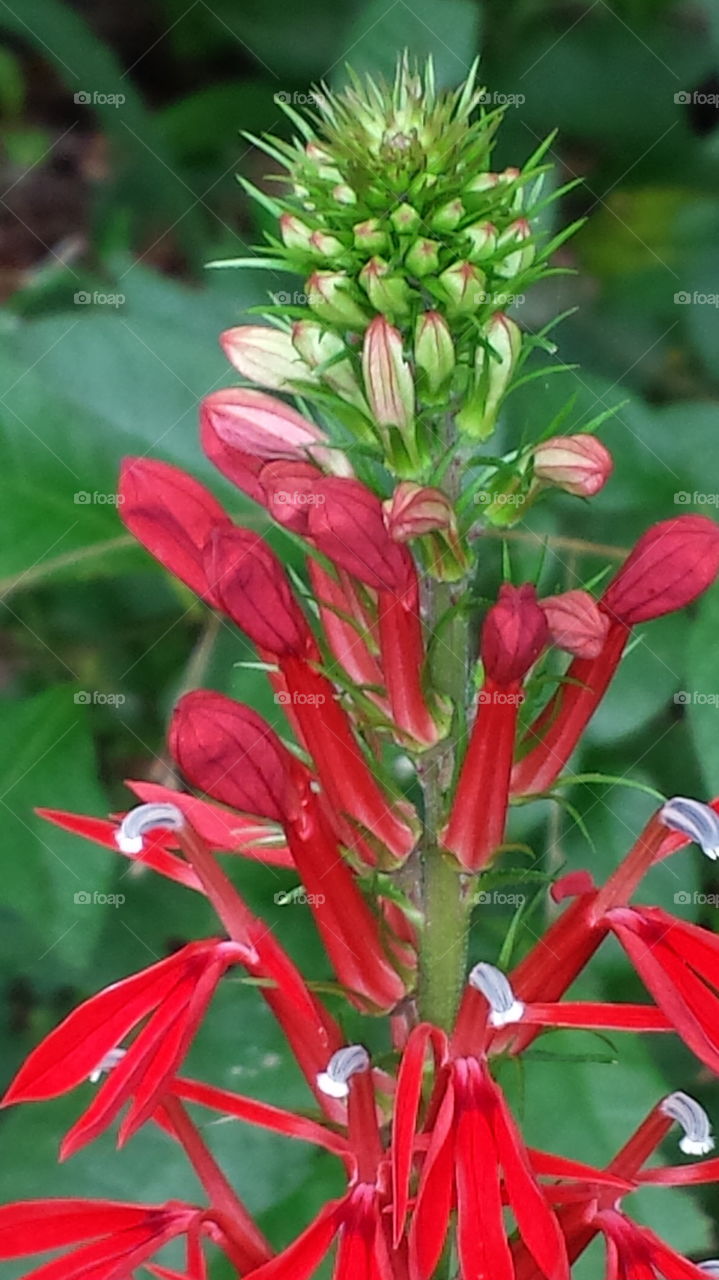 red flower