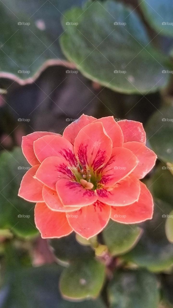 beautiful flower