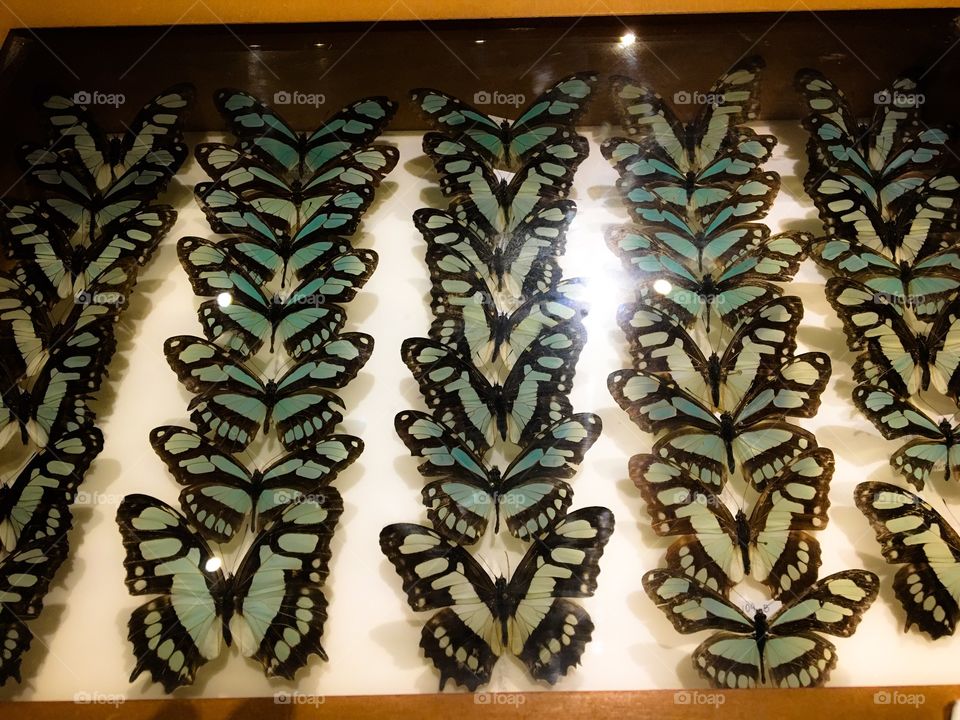 Exposure of rare Brazilian butterflies