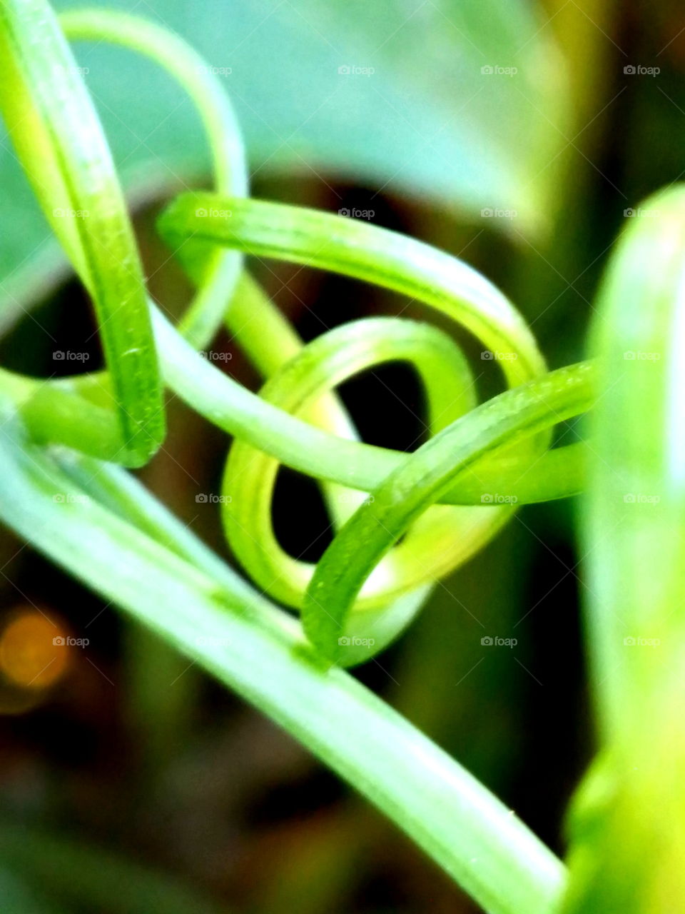 Extreme close-up of creeper plant