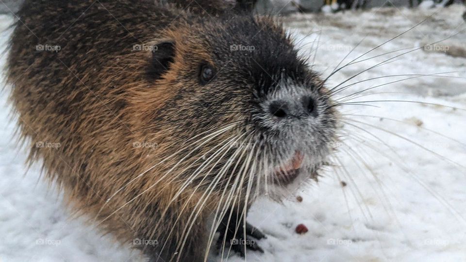 Portrait of a nutria