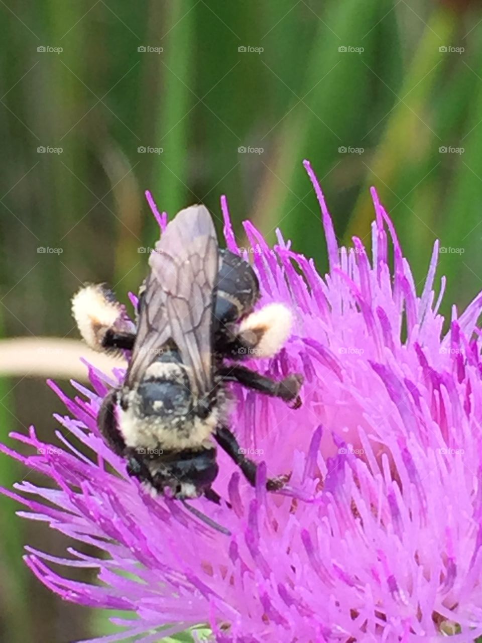 Bumblebee on thistle flower