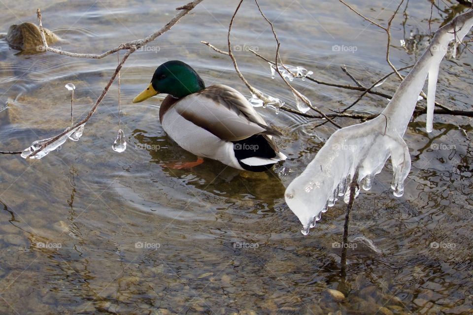 Mallard duck swimming in water