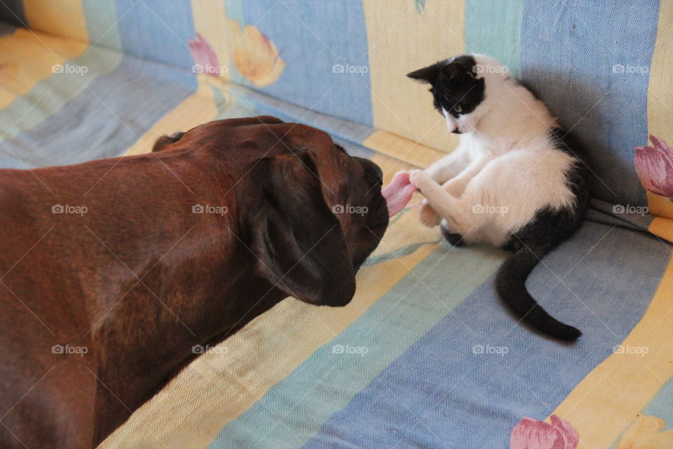 Dog licking cat's paw