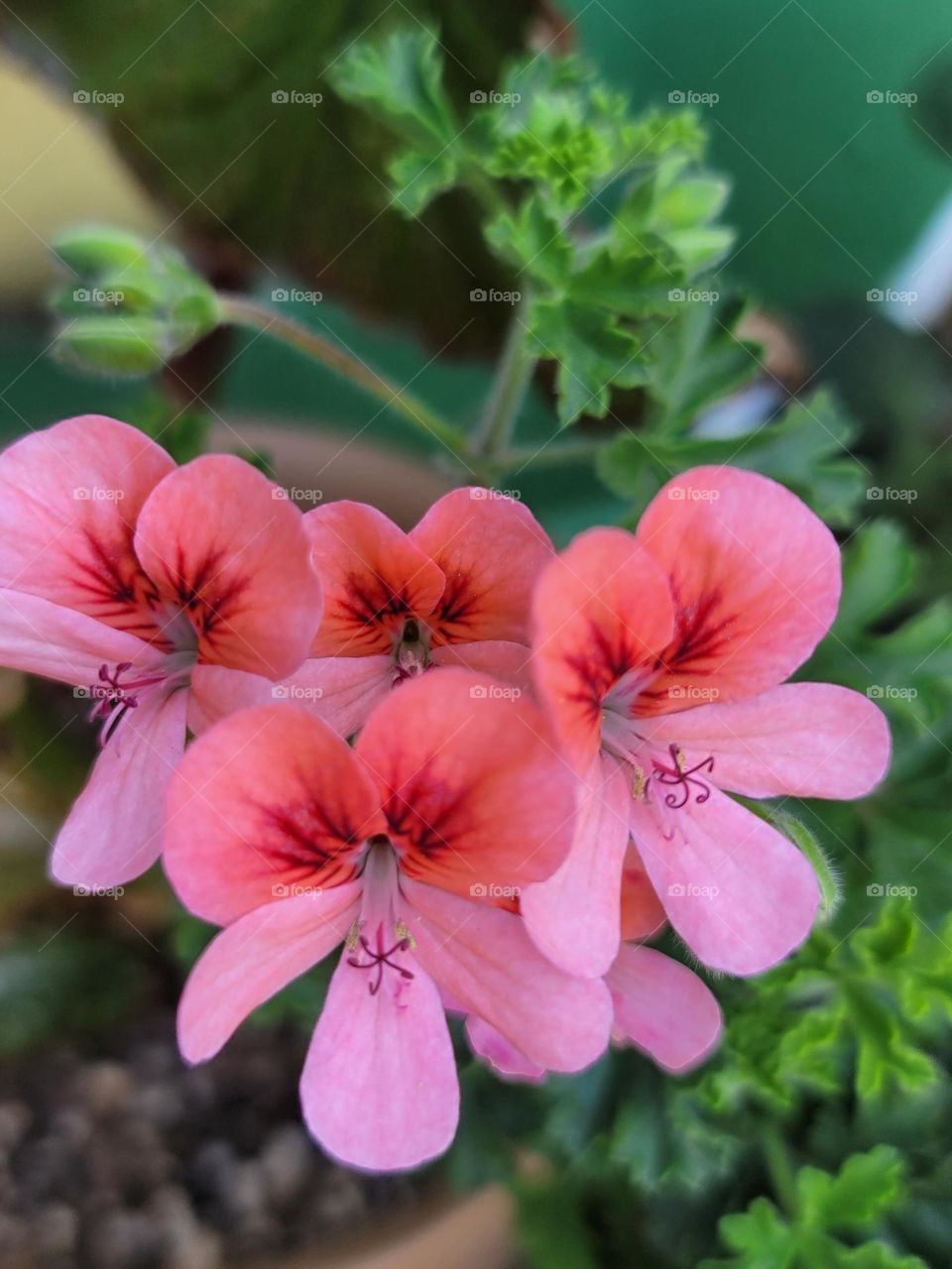 Spring paints the world in vivid hues. Soft pink cherry blossoms, tender green leaves, sunny yellow daffodils, and sky-blue clear days blend into a breathtakingly beautiful palette.