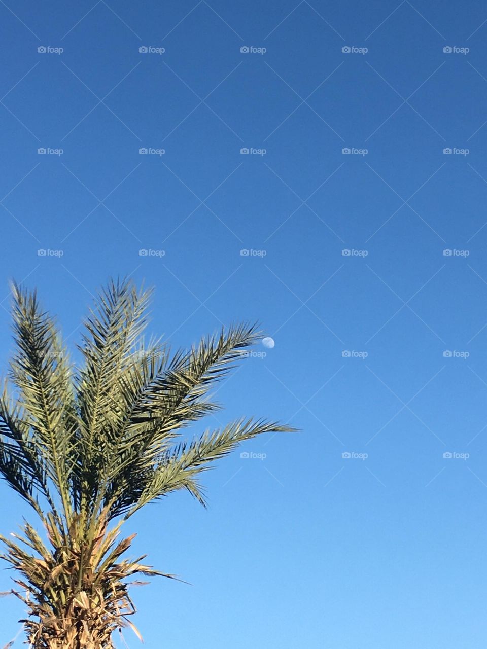 Beautiful moon in the sky behind a palm tree