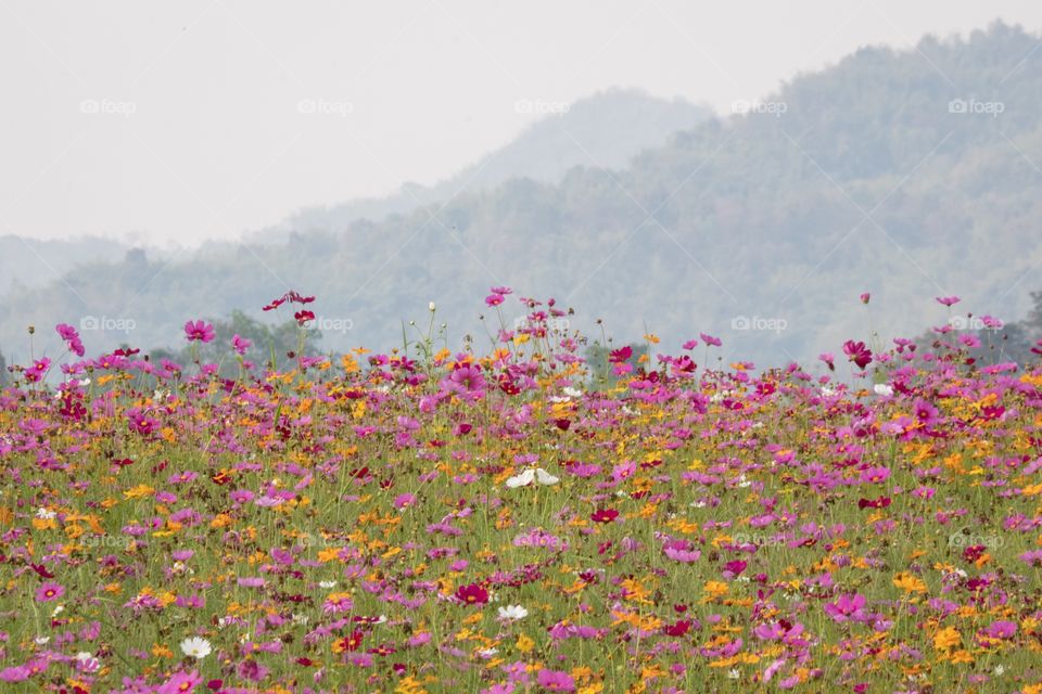 Beautiful colorful flowers field 