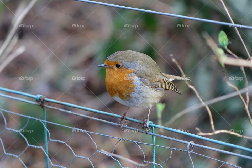 Robin 