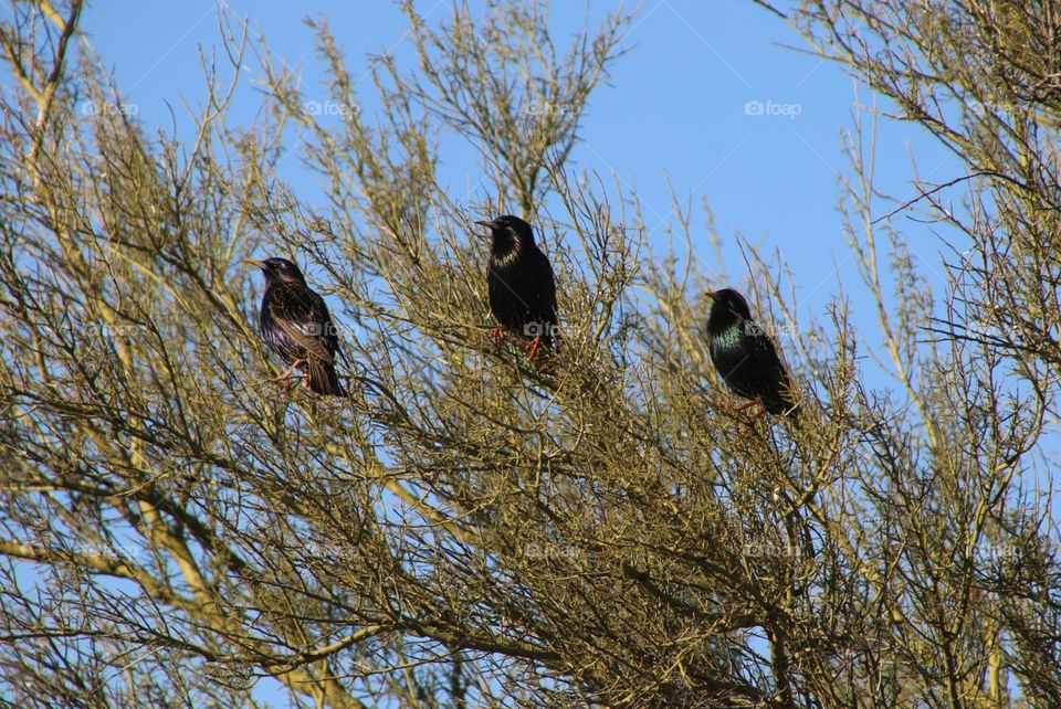 Three Starlings in a Tree