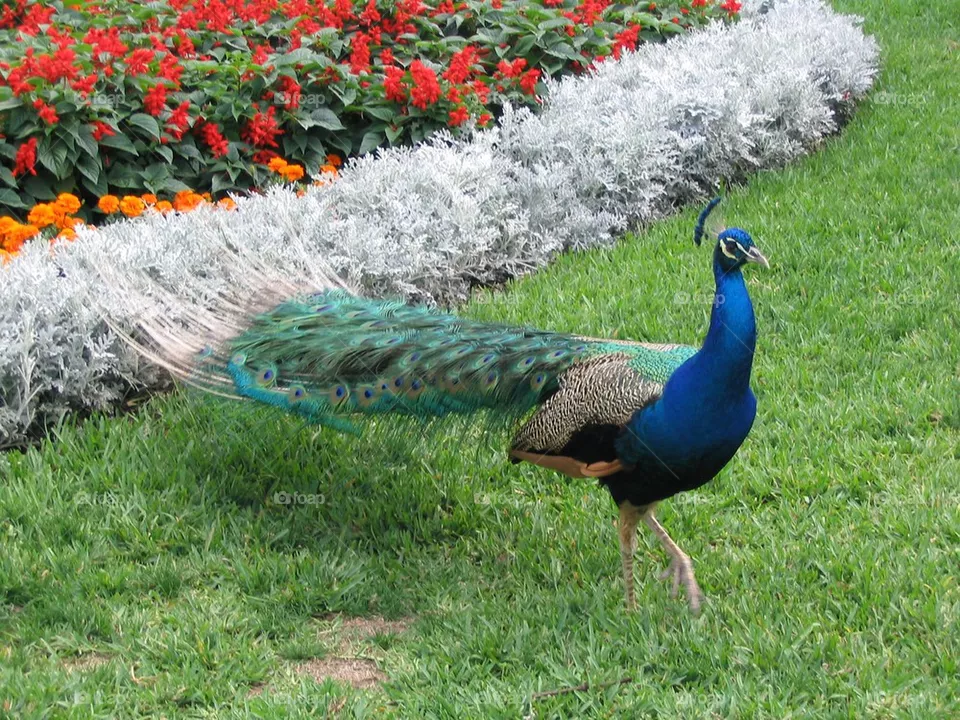 Peacock