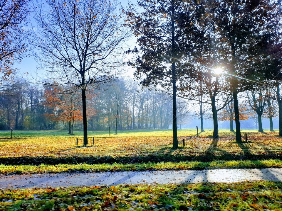 a landscape portrait of trees in a field with some haze making it very scenic.