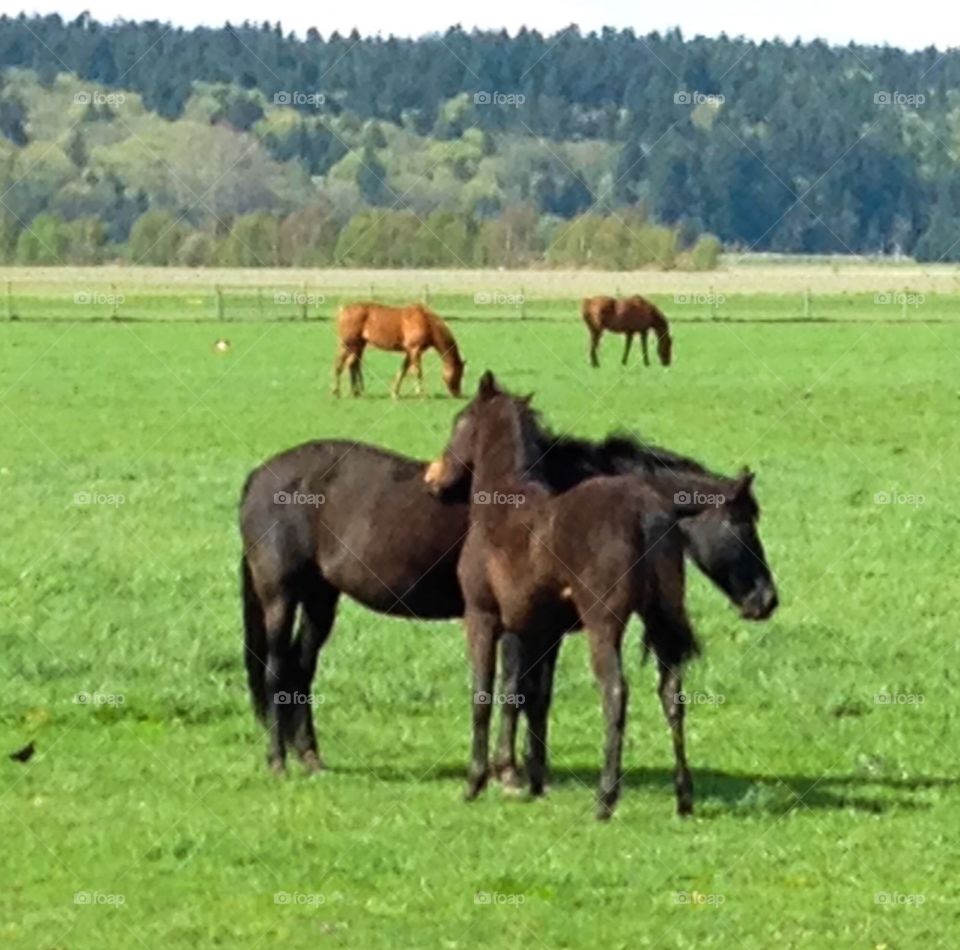 Mare and colt
