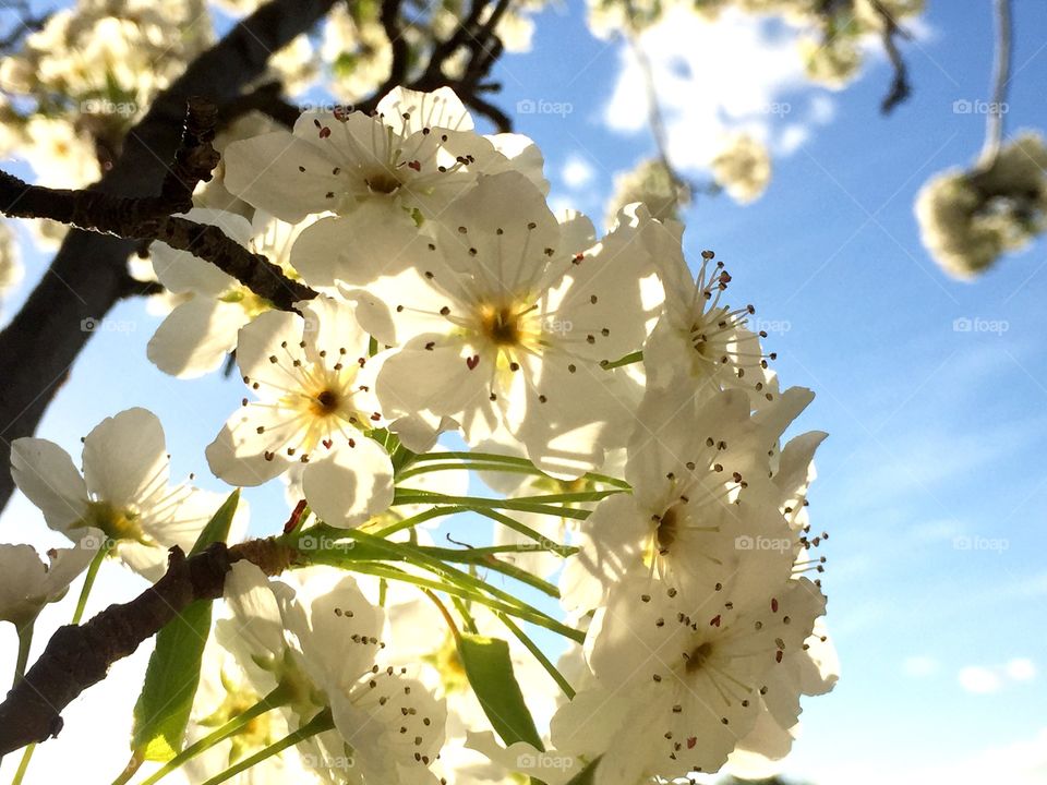 Spring blooming 