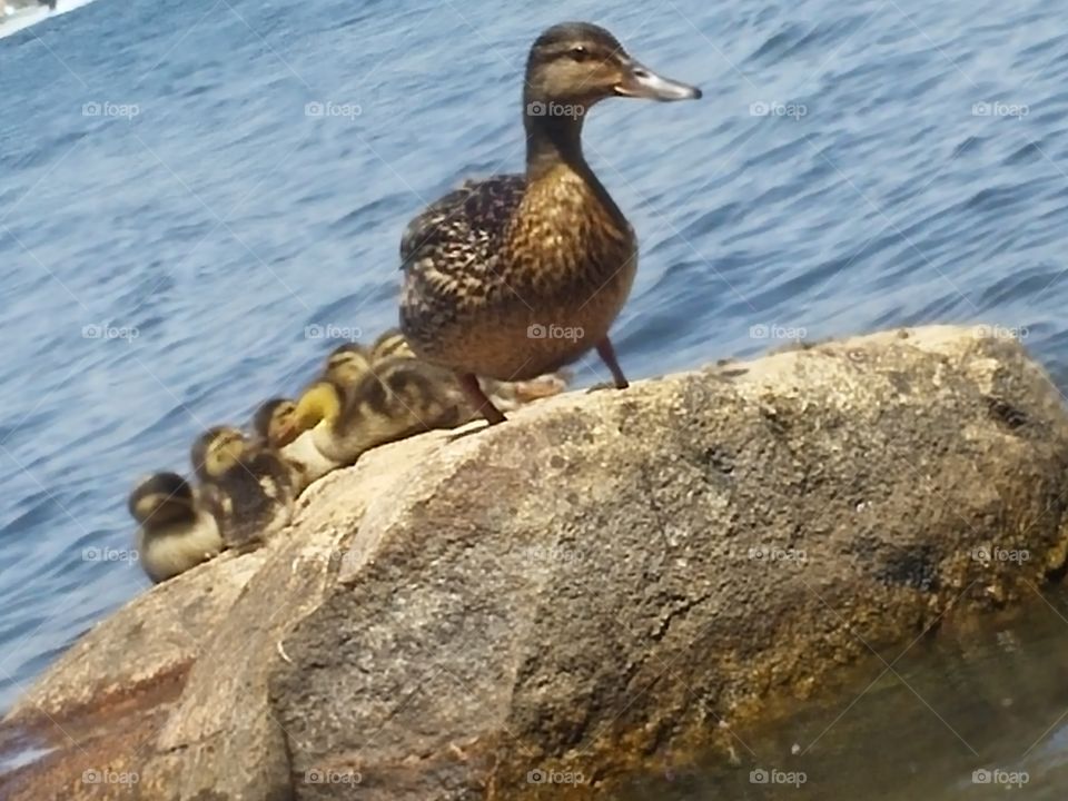 Momma Duck & Her Duckies