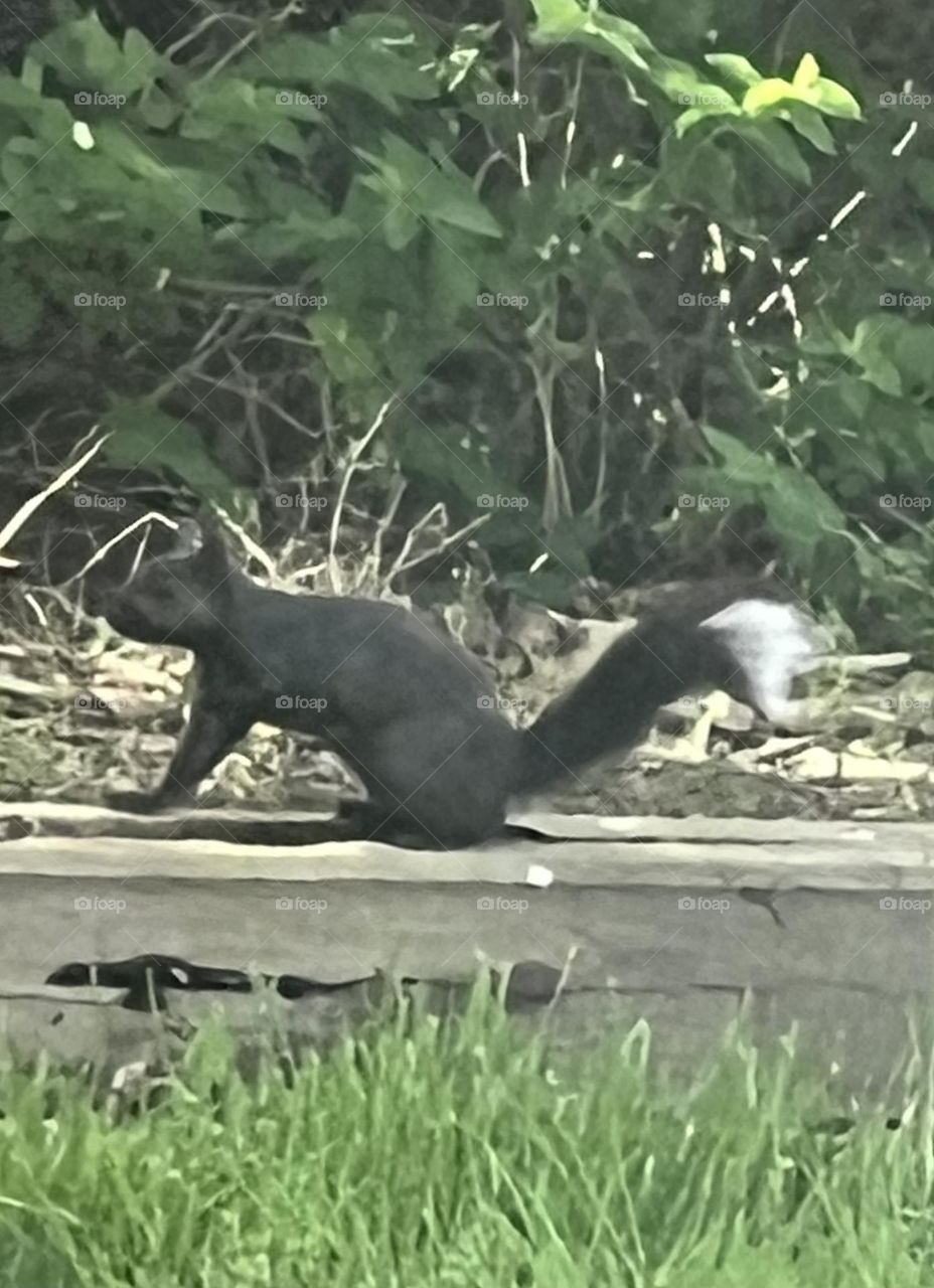Black squirrel white tip
