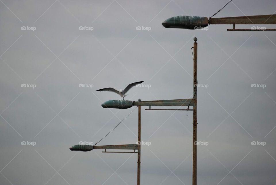 Seagull and lanterns