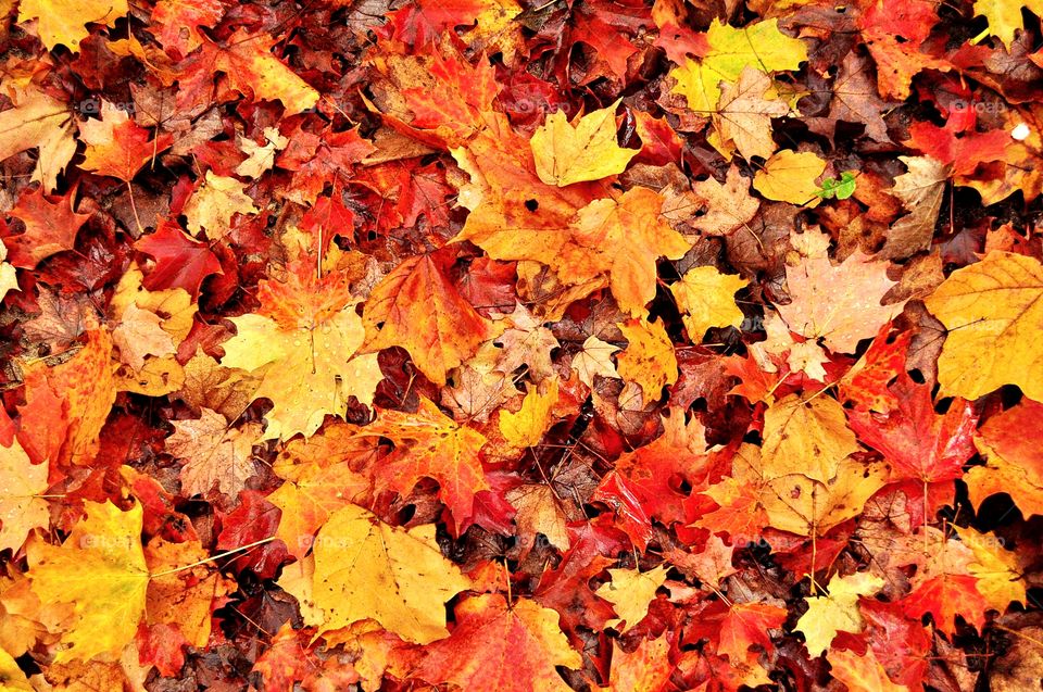 Beautiful fall Colour