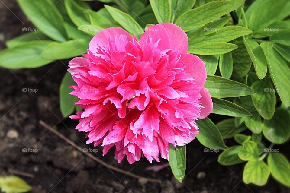 Pink peony