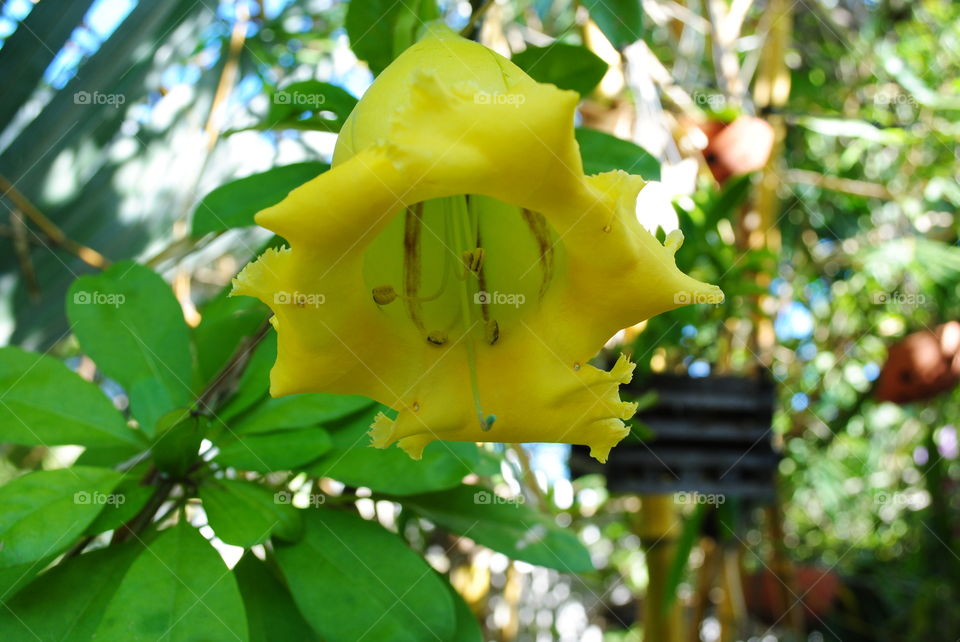 A beautiful yellow flower in a garden