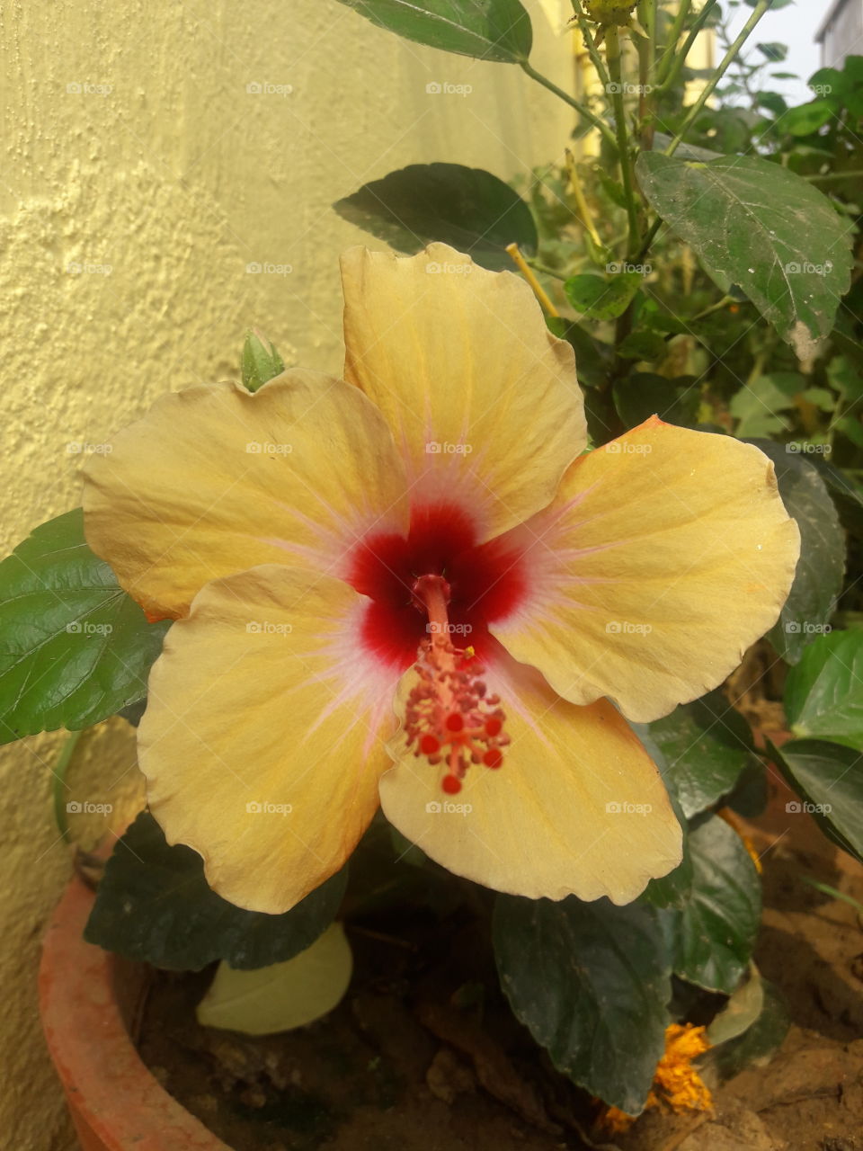 beautiful hibiscus flower