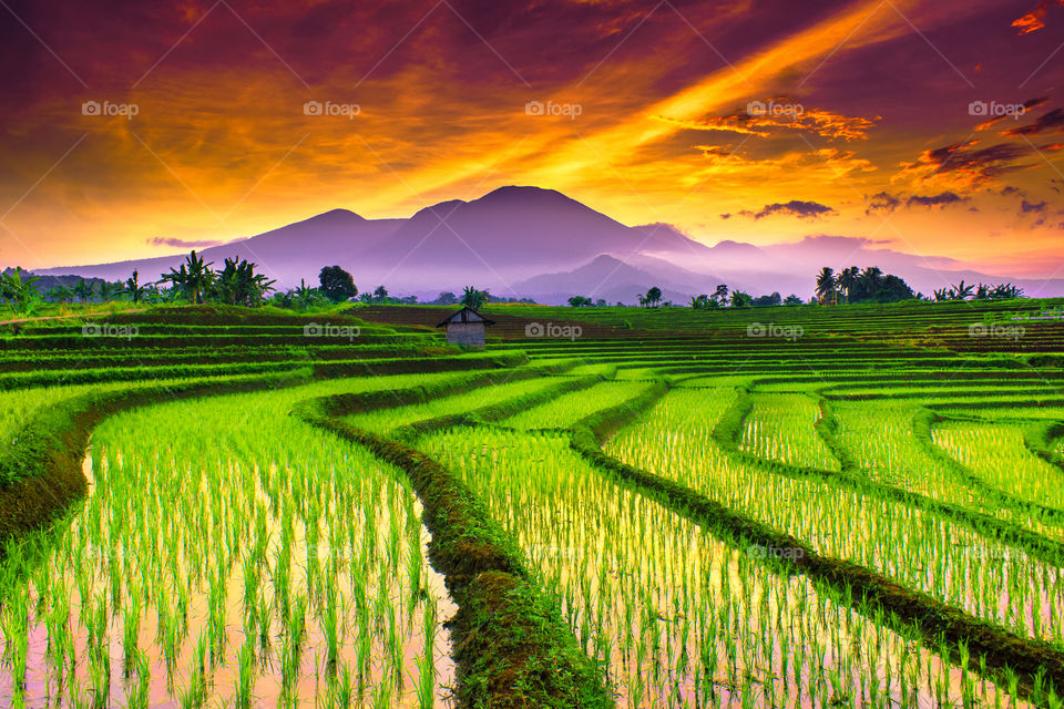 Beauty morning rice fields with mountain