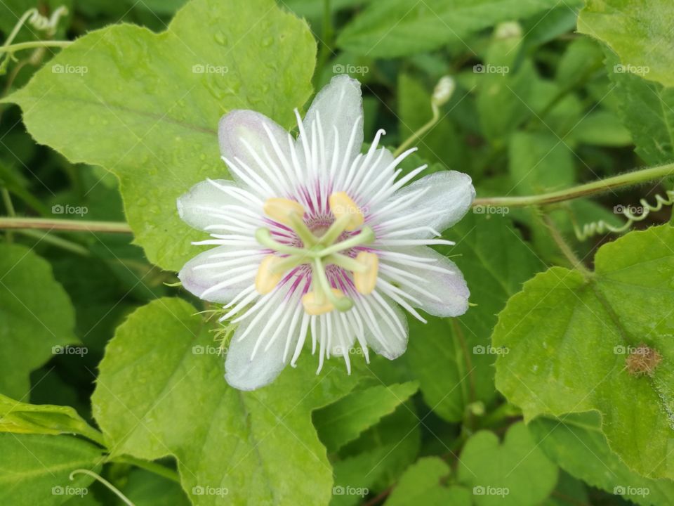 Passiflora foetidal