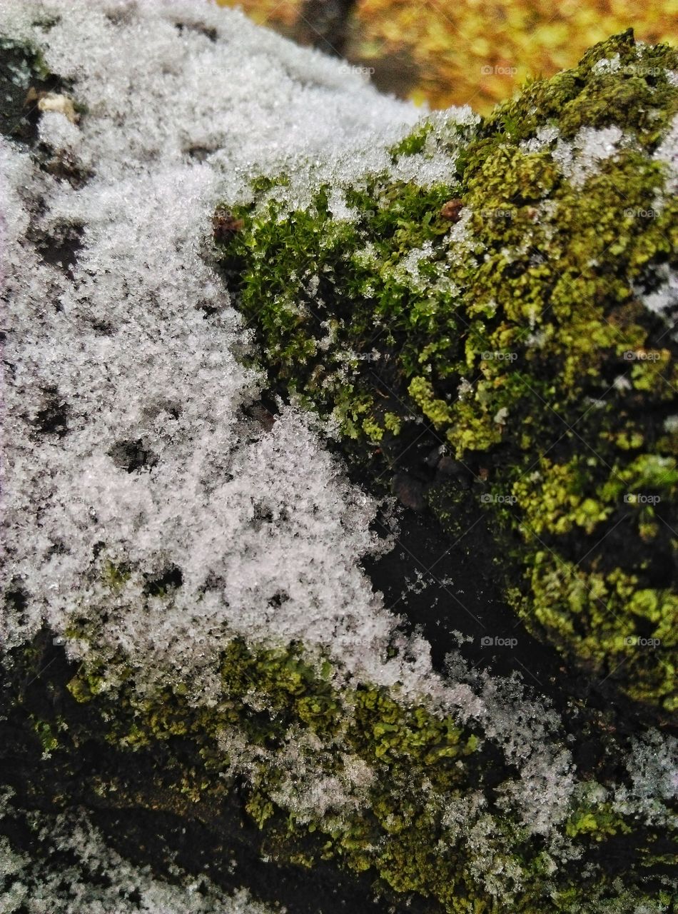 Close-up of snow on green moss