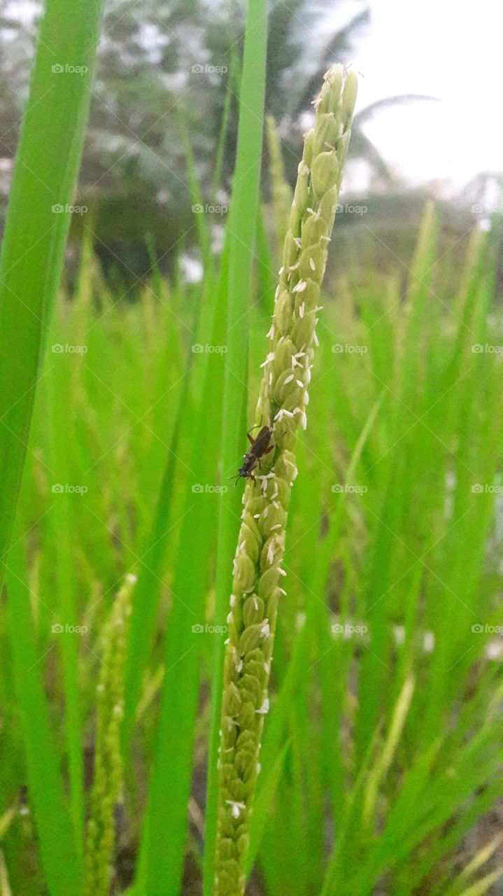 Insect and Japonica Rice