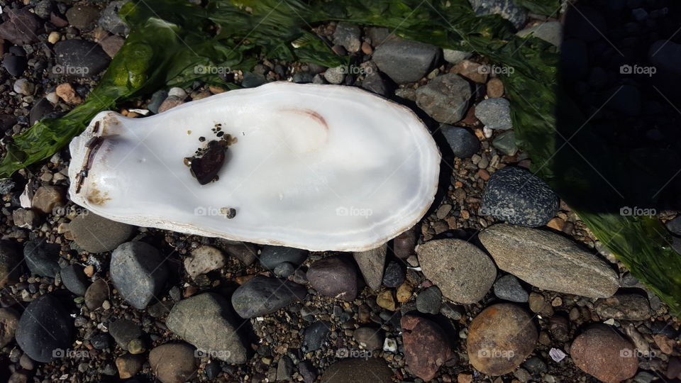 Oyster Shell