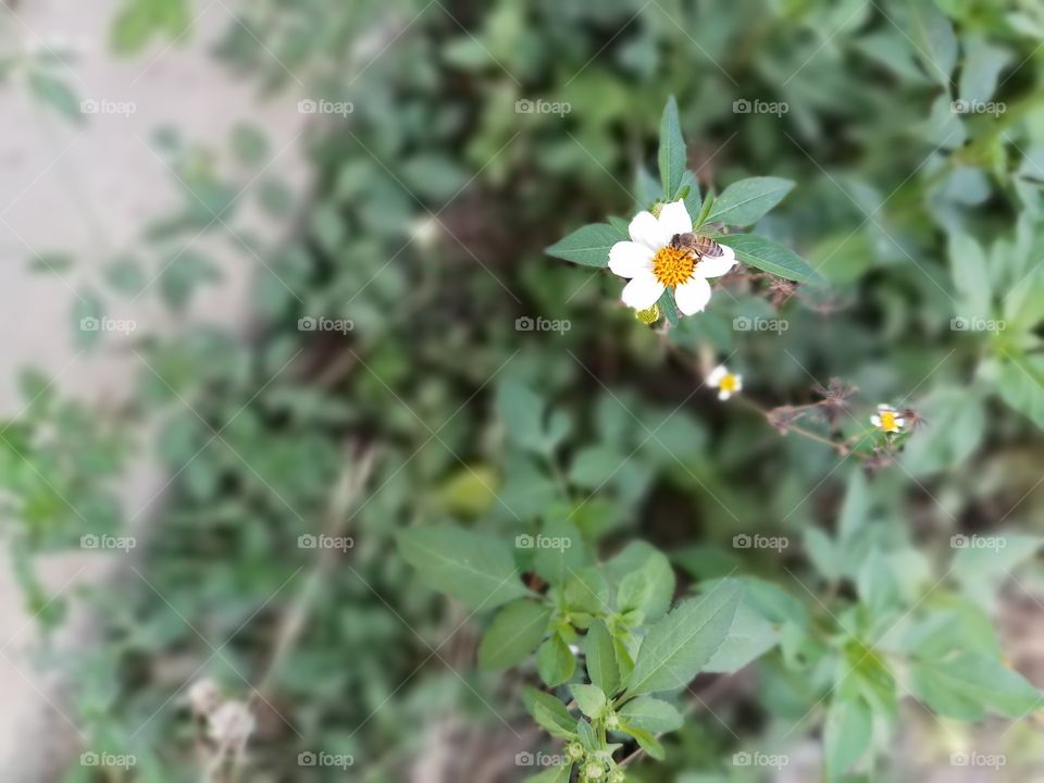 bee on little daisy