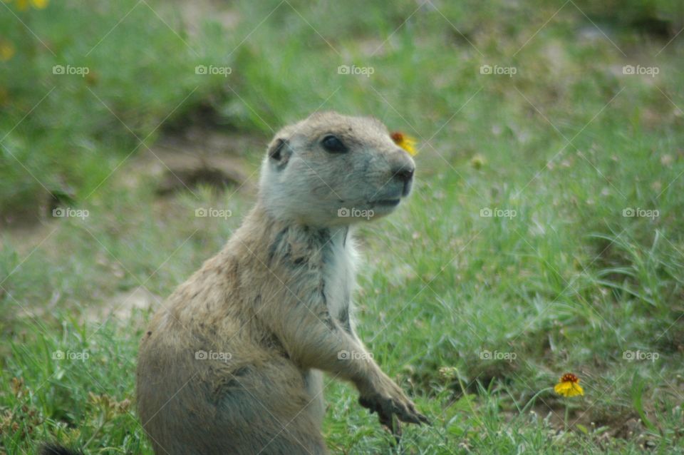 Prarie dog