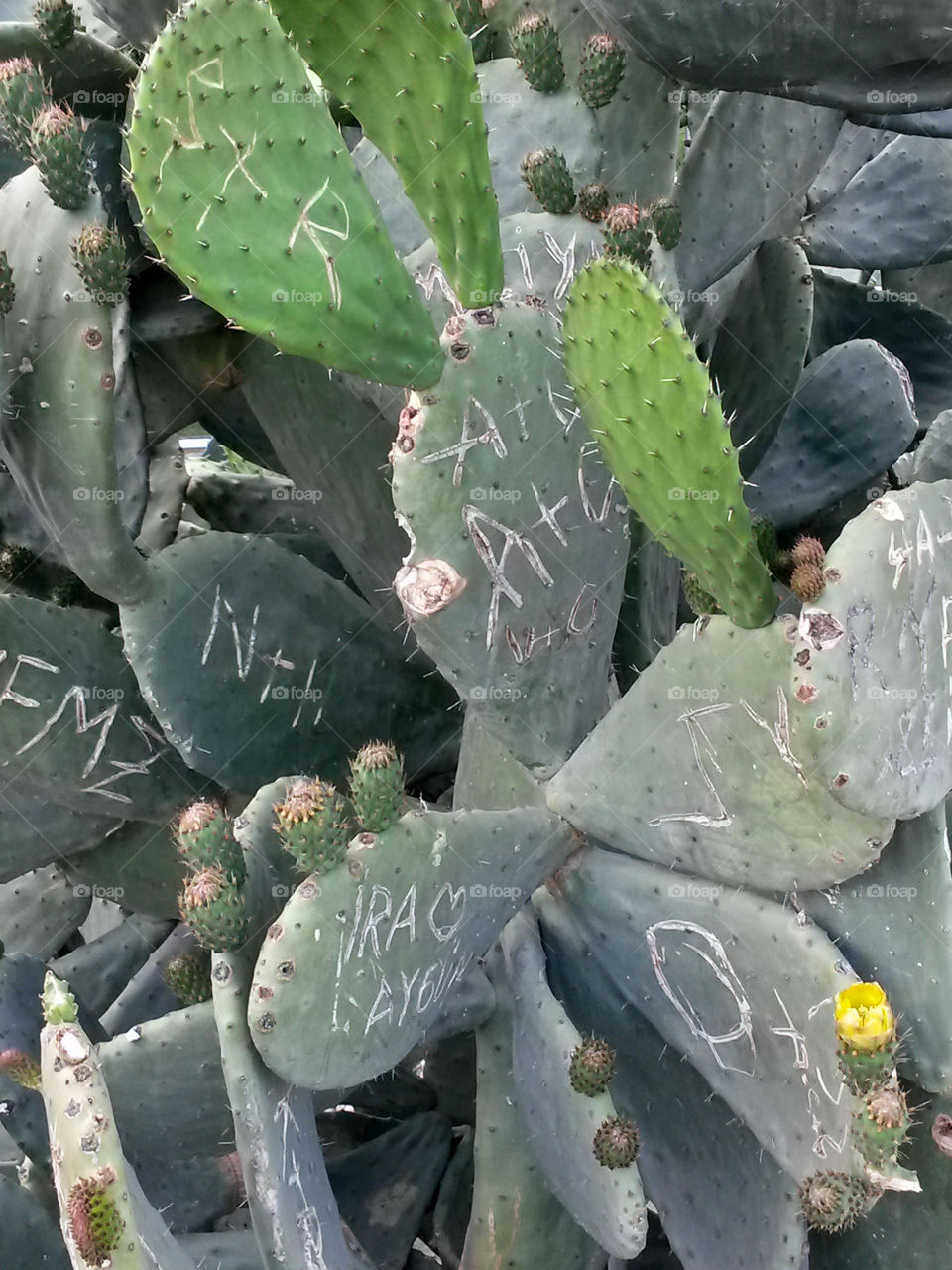 Names on the cactus