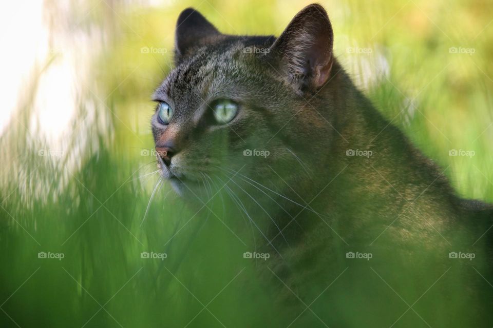 Portrait of a tabby cat sitting alert in tall green grass