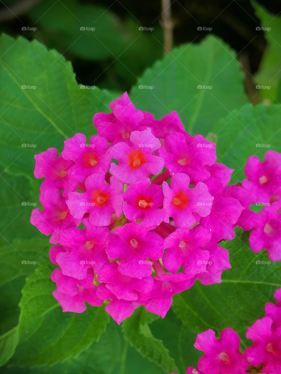 Pink flower