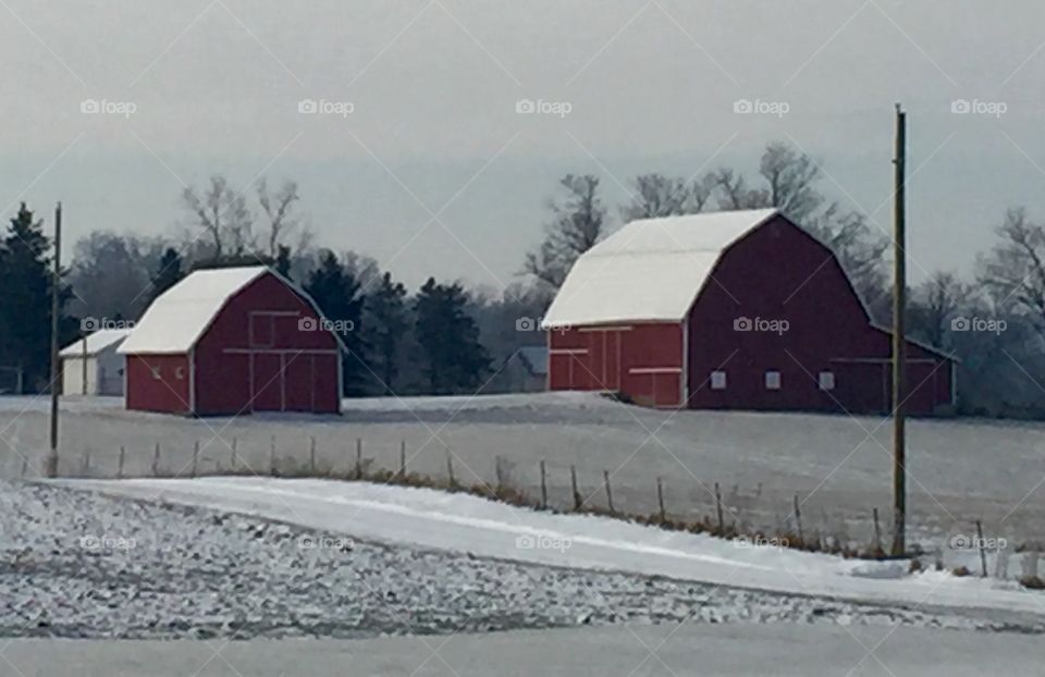 Red Barns in Winter