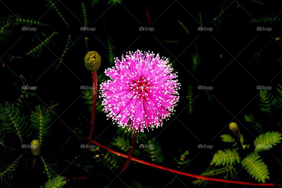 Sunshine mimosa flower