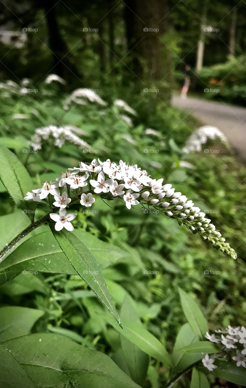 Tiny blossoms curve to perfection 