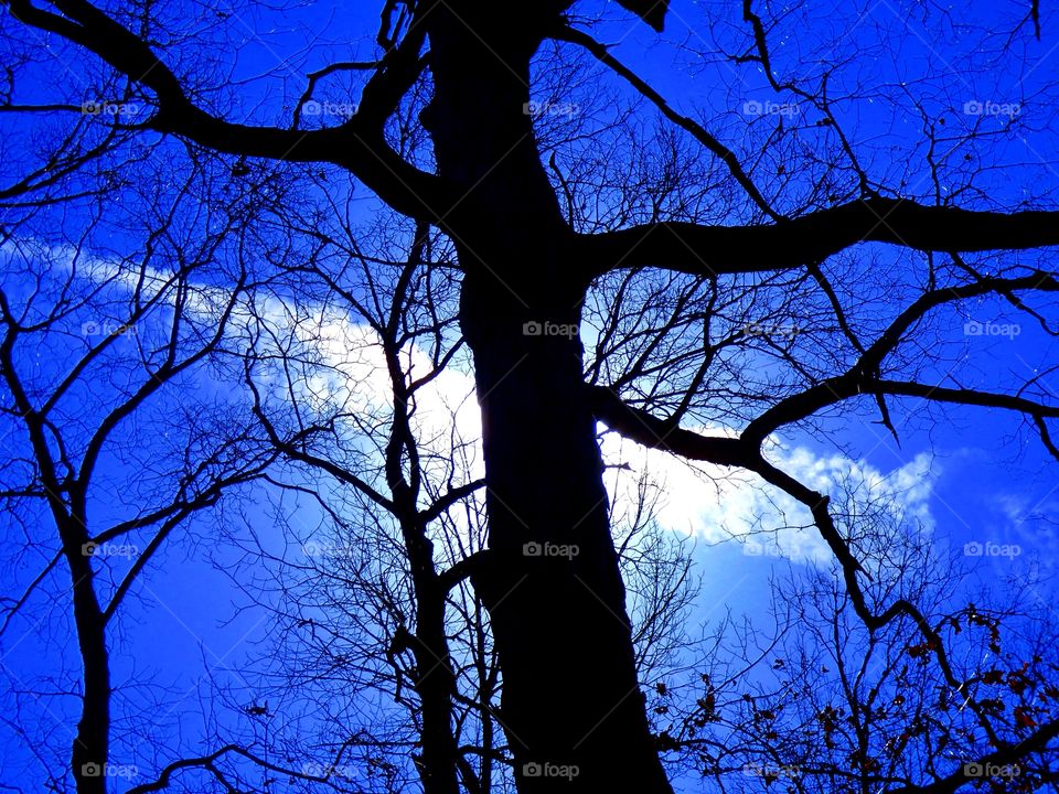 Tree with blue sky