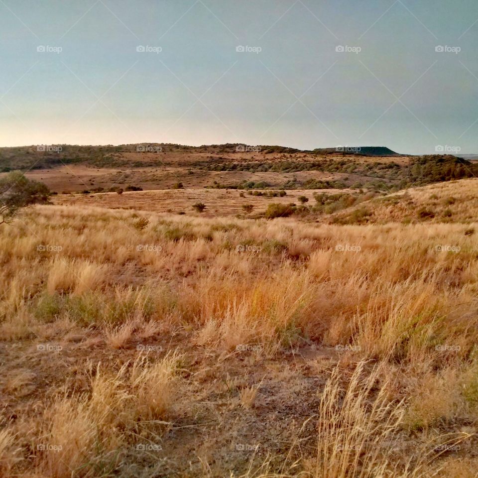 Winter grassland in central South Africa