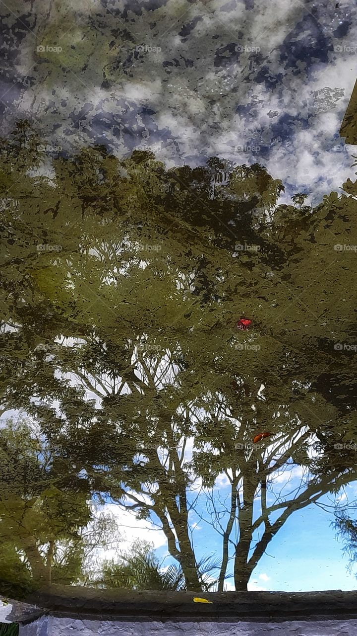 Reflection of tree and sky in the water, reflection,double,seeing double,tree,sky,clouds, water,landscape