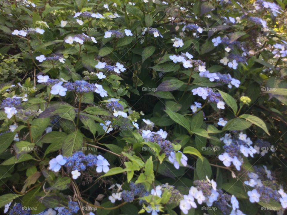 Blue Flowers in a Garden 