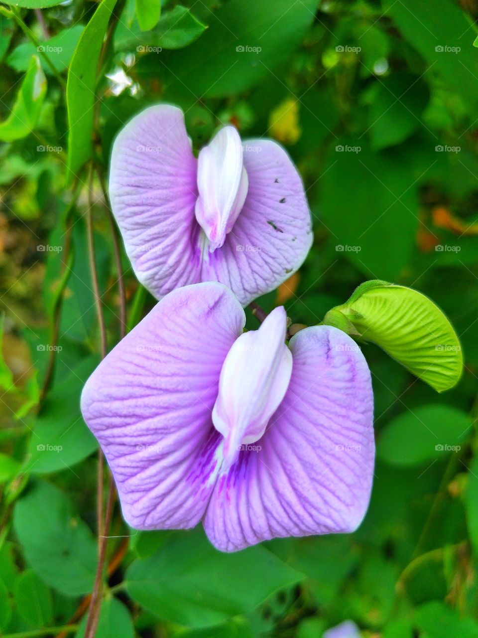 Purple color flower.
