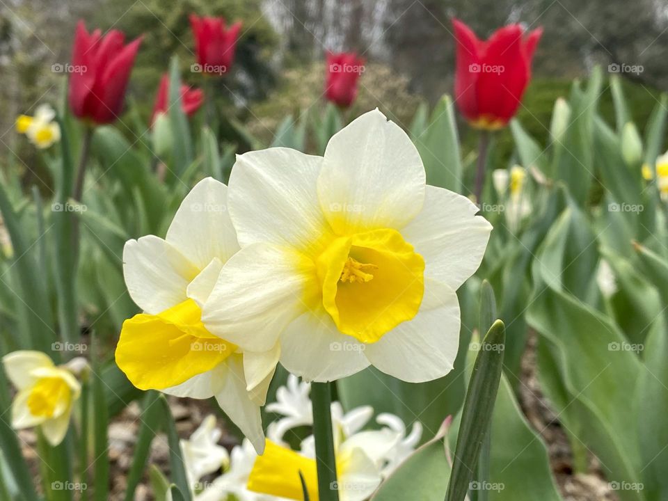 Daffodils and tulips in a garden 